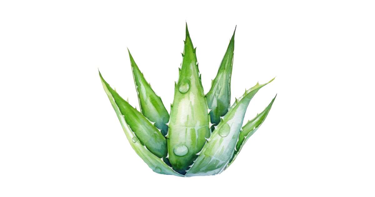 Aloe Vera Mazerat von feeling