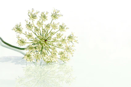 Karottensamenöl Bio von feeling.at