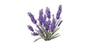 Lavendel fein bio – beruhigt Haut & Nerven im Sommer