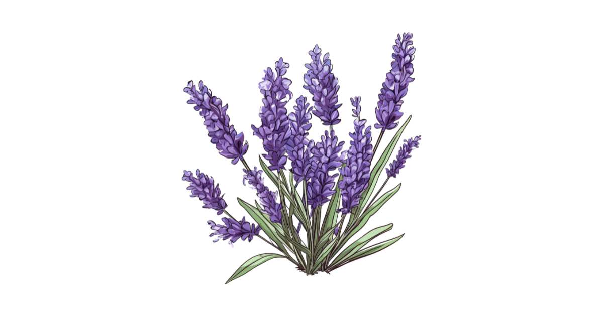 Lavendel fein bio von feeling